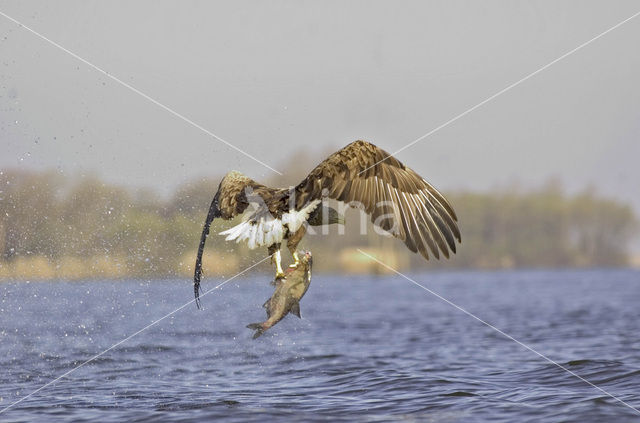 White-tailed Sea Eagle (Haliaeetus albicilla)