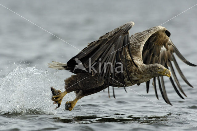 White-tailed Sea Eagle (Haliaeetus albicilla)