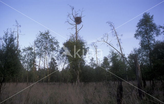 White-tailed Sea Eagle (Haliaeetus albicilla)