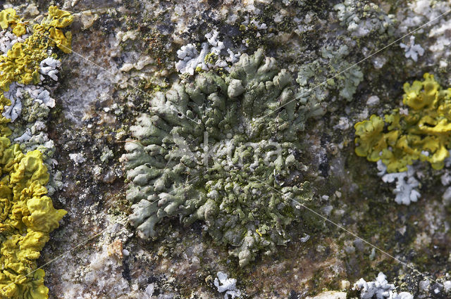 Anaptychia runcinata