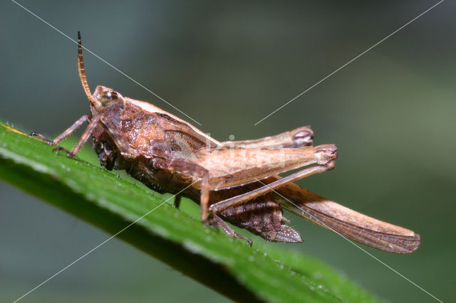 Zeggedoorntje (Tetrix subulata)