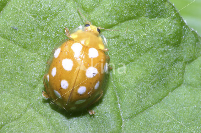 16 spot Ladybird