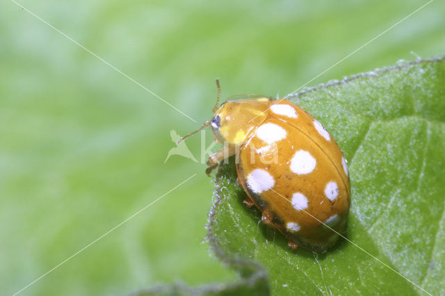 16 spot Ladybird