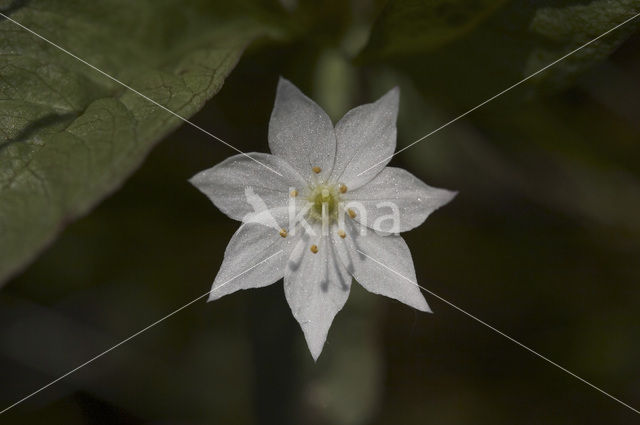 Chickweed Wintergreen (Trientalis europaea)