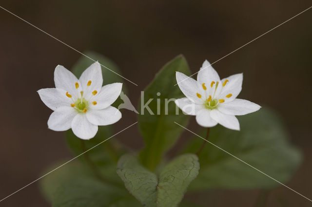 Chickweed Wintergreen (Trientalis europaea)