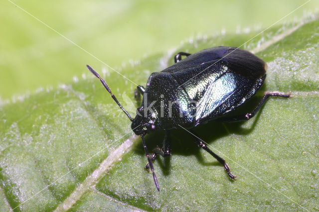 Zicrona caerulea