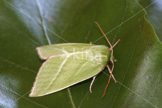 Zilveren groenuil (Pseudoips prasinana)