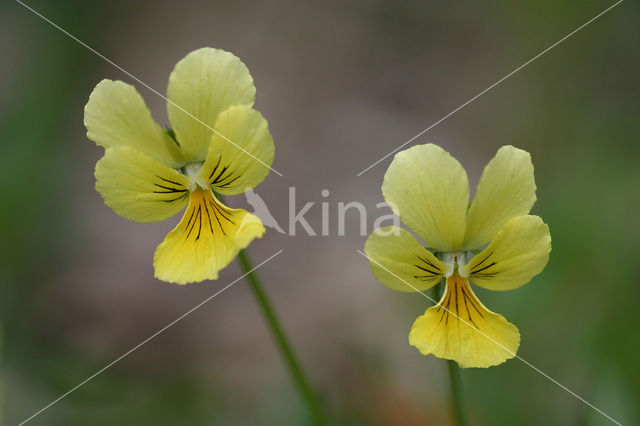 Zinkviooltje (Viola lutea ssp. calaminaria)