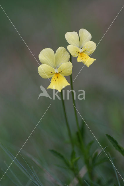 Zinkviooltje (Viola lutea ssp. calaminaria)