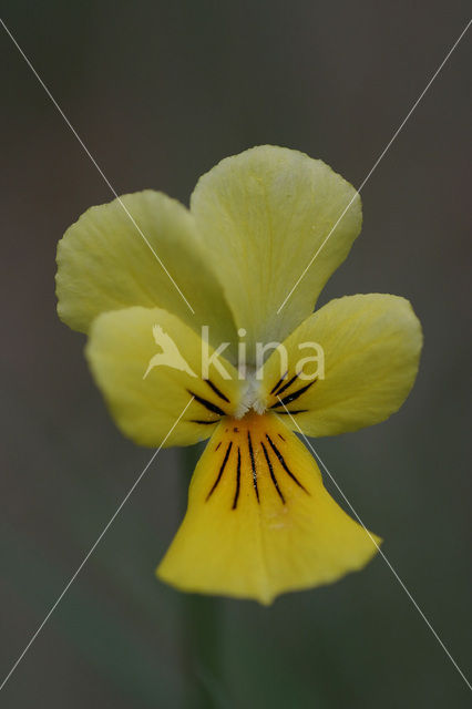 Zinkviooltje (Viola lutea ssp. calaminaria)