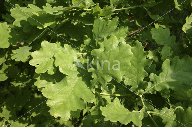 Zomereik (Quercus robur)