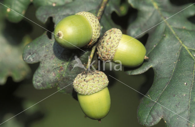 Zomereik (Quercus robur)