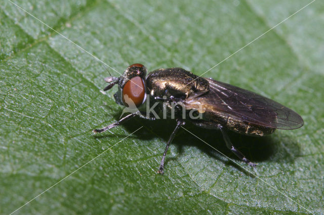 Zomerse glimmer (Orthonevra nobilis)