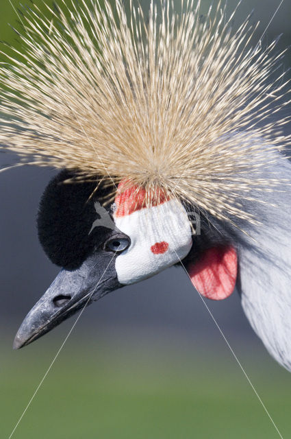 Zuidelijke kroonkraanvogel