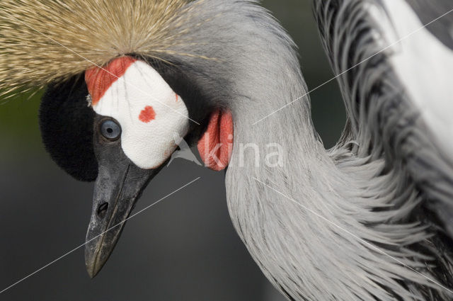 Grey Crowned-Crane (Balearica regulorum)