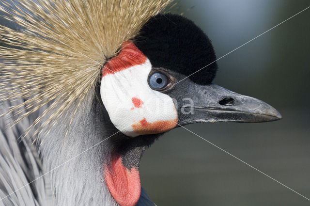 Grey Crowned-Crane (Balearica regulorum)