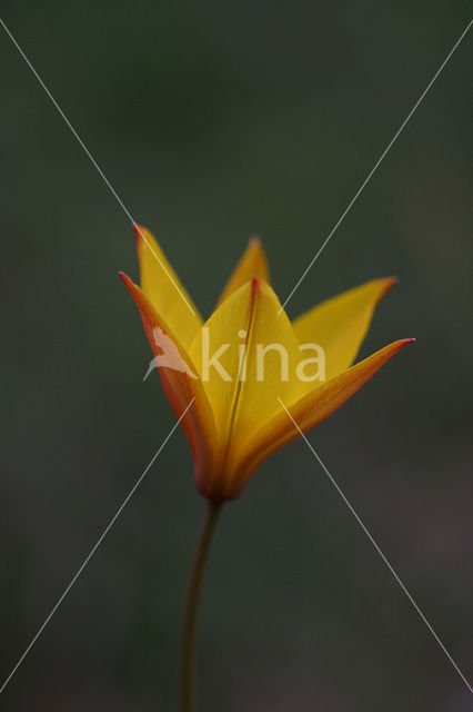 Southern wild tulip (Tulipa australis)