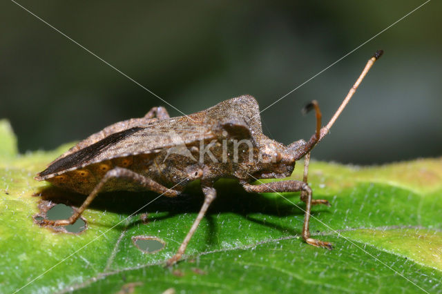 Zuringwants (Coreus marginatus)