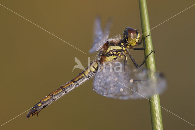 Black Darter (Sympetrum danae)