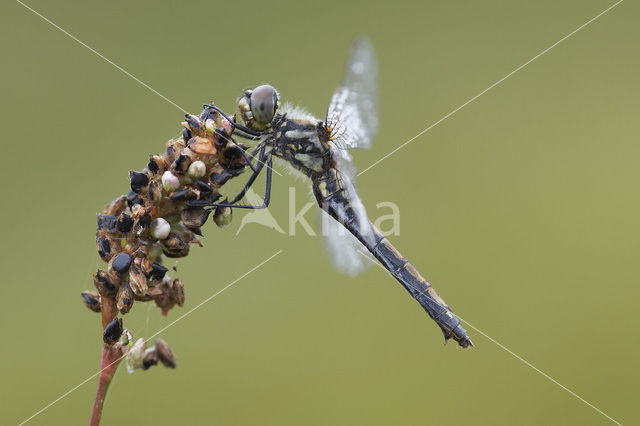 Black Darter (Sympetrum danae)