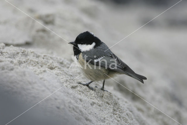 Coal Tit (Parus ater)