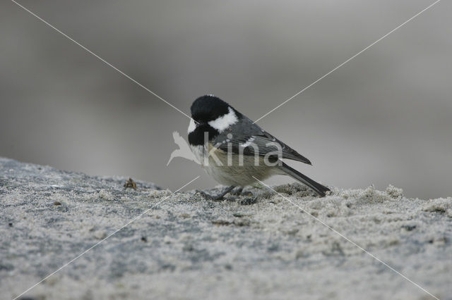 Zwarte Mees (Parus ater)