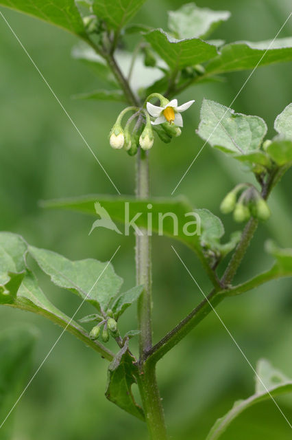 Zwarte nachtschade (Solanum nigrum subsp. nigrum)