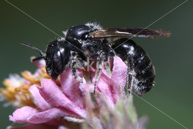 Zwartgespoorde houtmetselbij (Osmia leucomelana)