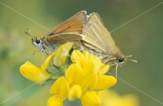 european skipper (Thymelicus lineola)