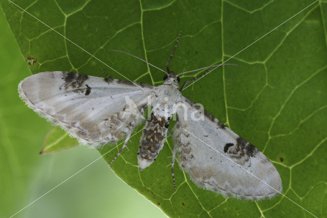 Zwartvlekdwergspanner (Eupithecia centaureata)