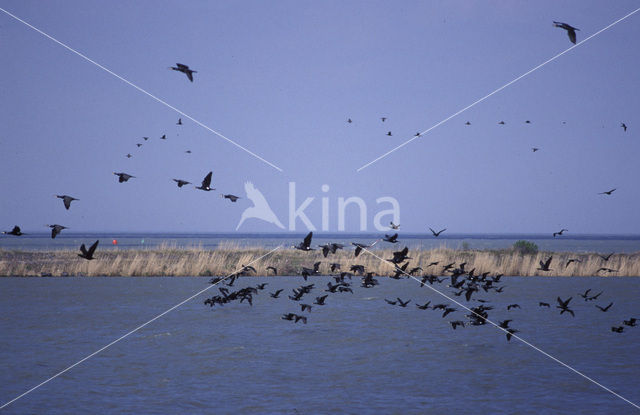 Great Cormorant (Phalacrocorax carbo)