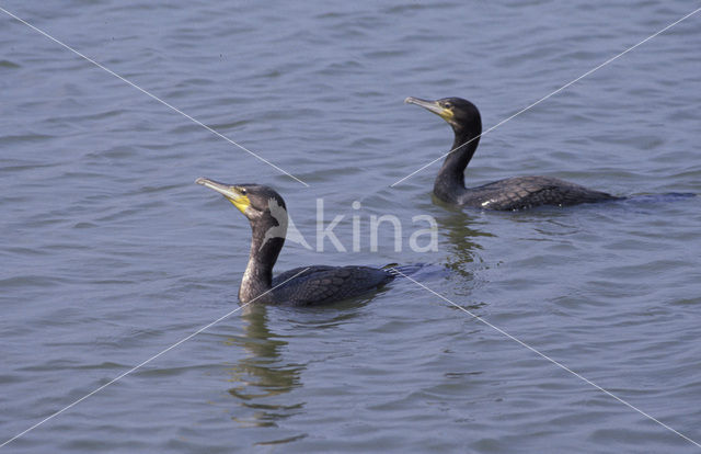 Great Cormorant (Phalacrocorax carbo)