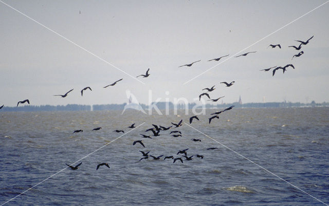 Great Cormorant (Phalacrocorax carbo)