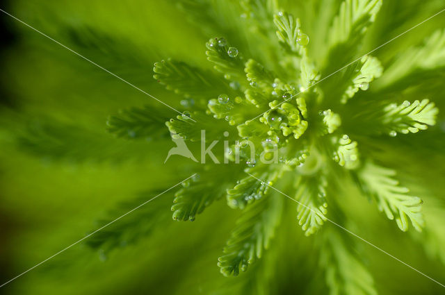 Spiked Watermilfoil (Myriophyllum spicatum)