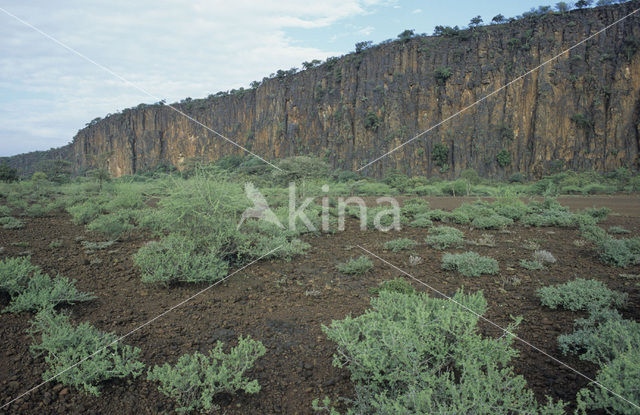 Acacia spec