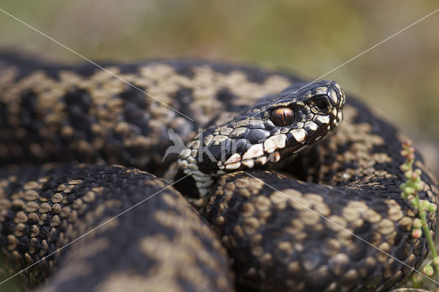 Common Viper (Vipera berus)