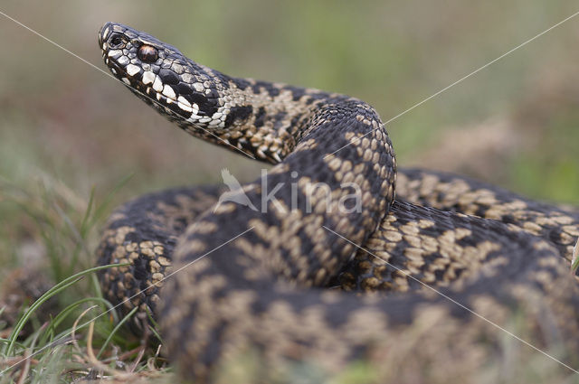 Common Viper (Vipera berus)