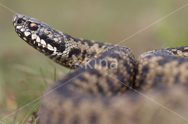 Common Viper (Vipera berus)