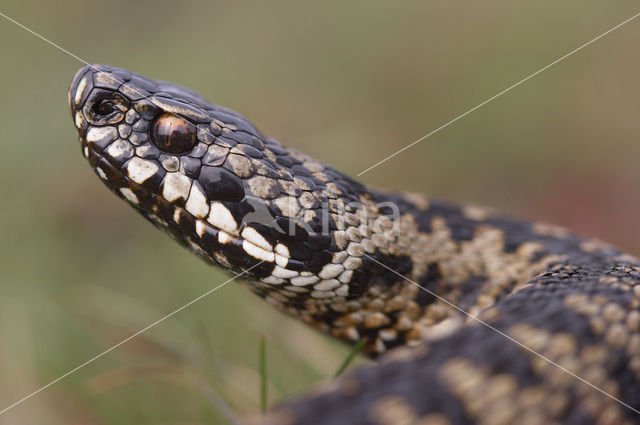 Common Viper (Vipera berus)