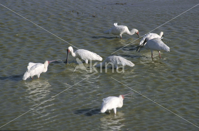 African Spoonbill (Platalea alba)