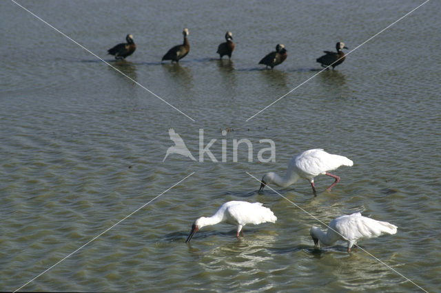 Afrikaanse Lepelaar (Platalea alba)