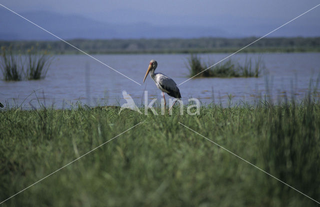 Afrikaanse Nimmerzat (Mycteria ibis)