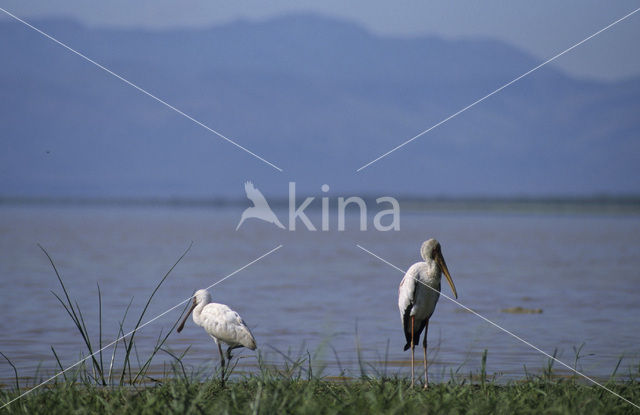 Yellow-billed stork (Mycteria ibis)