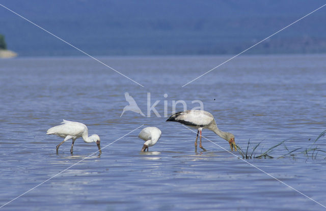 Yellow-billed stork (Mycteria ibis)