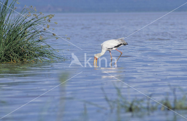 Yellow-billed stork (Mycteria ibis)