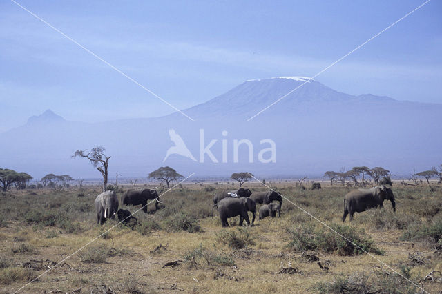 African elephant (Loxodonta africana)