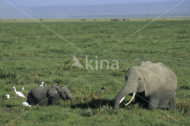 African elephant (Loxodonta africana)