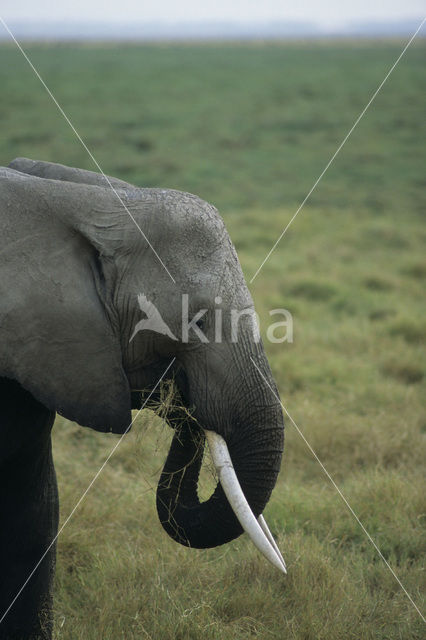 African elephant (Loxodonta africana)