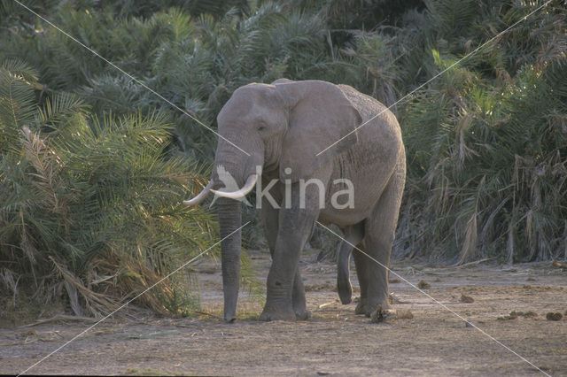 African elephant (Loxodonta africana)