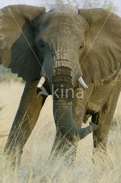 Afrikaanse olifant (Loxodonta africana)